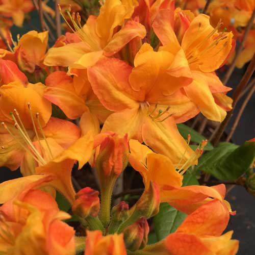 Azalea Golden Flare Exbury