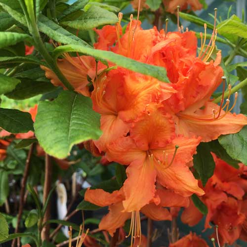 Azalea Hotspur Red Exbury