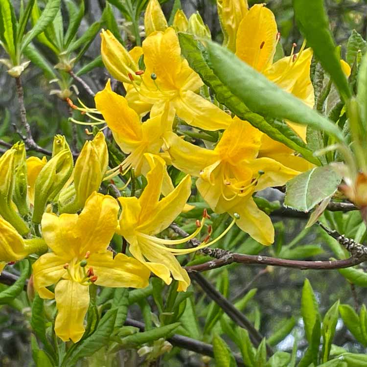 Azalea Luteum Azaleas Sweet Pontica