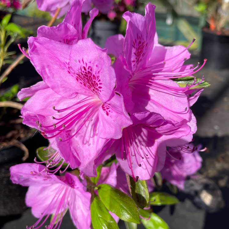 Azalea Megan Evergreen