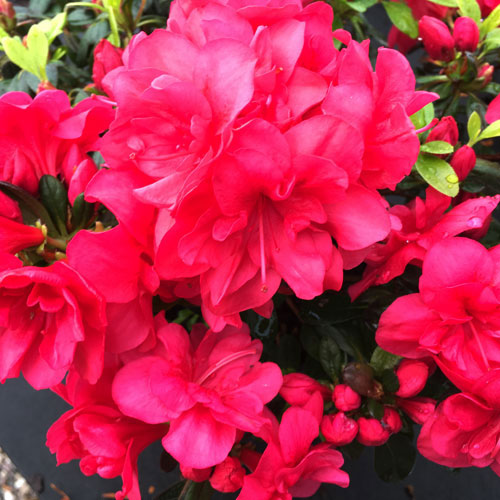 Azalea Moederkensdag Evergreen