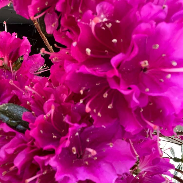 Azalea japonica Purper Traum Rhododendron Purple