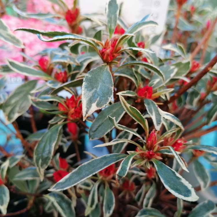 Azalea Silver Sword Evergreen Variegated