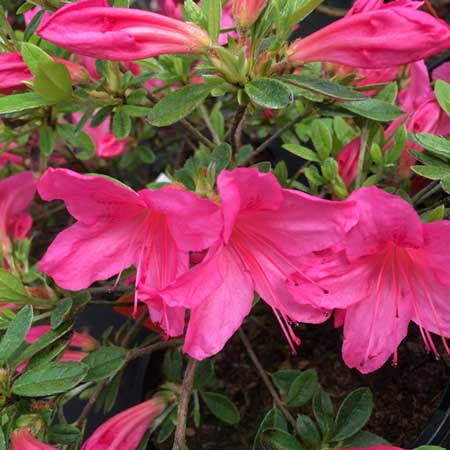 Azalea Wombat Evergreen