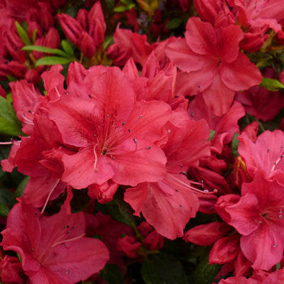 Azalea George Arends Japanese