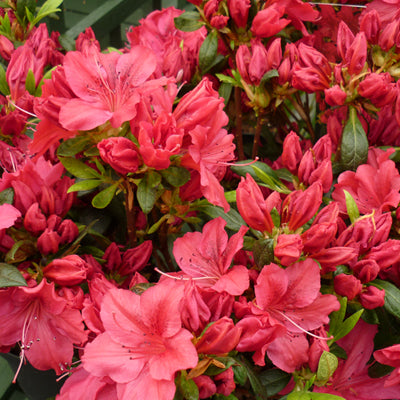 Azalea George Arends Japanese