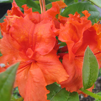 Azalea Golden Eagle Exbury