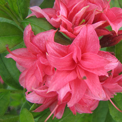 Azalea Homebush Exbury