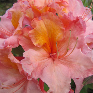 Azalea Strawberry Ice Exbury