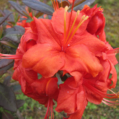Azalea Fireball Exbury
