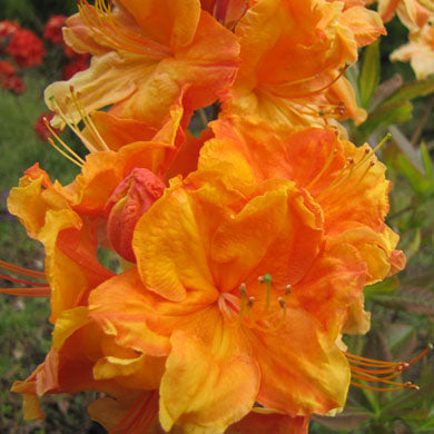 Azalea Gibraltar Exbury
