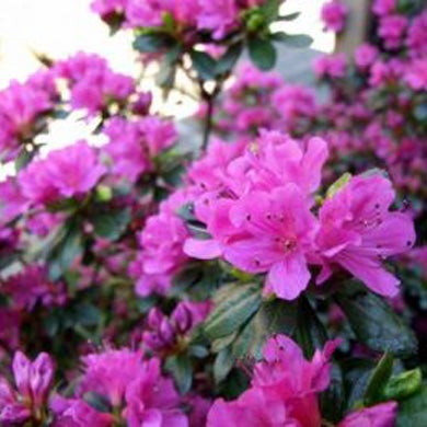Azalea Blue Danube Evergreen