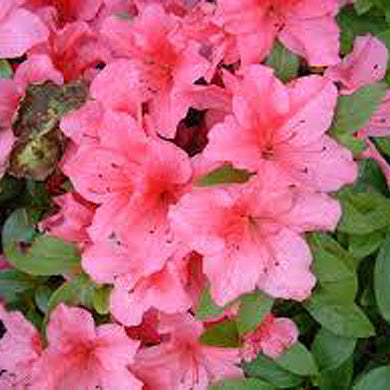 Azalea Chippewa Evergreen