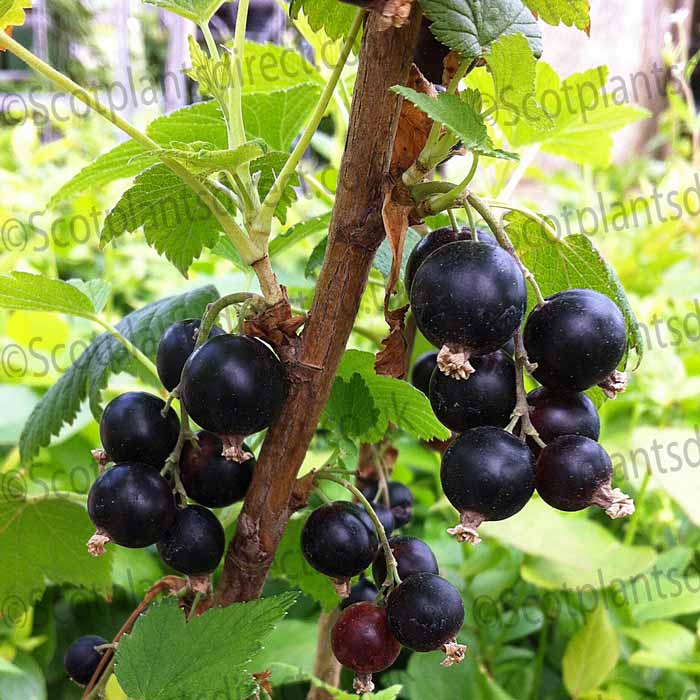 Black Currant Bush - Ben Hope