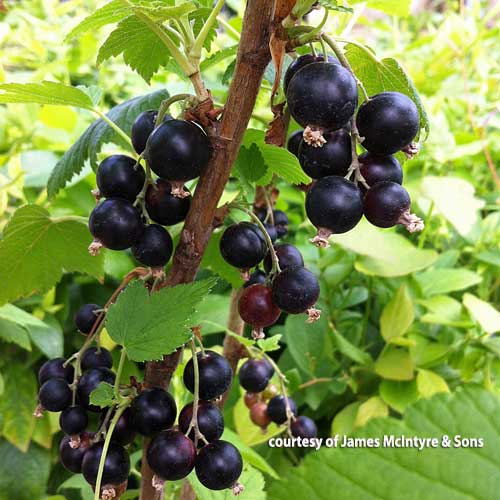 Black Currant Bush Ben Tirran Ribes nigrum