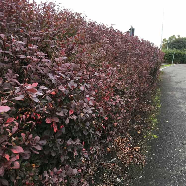 20-30cm P9Pot Grown Purple Berberis thurnbergii atropurpurea