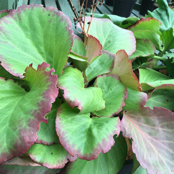 Bergenia Cordifolia Elephants Ears