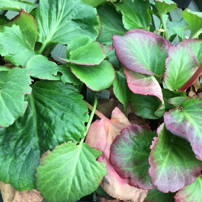 Bergenia Eroica Elephants Ears