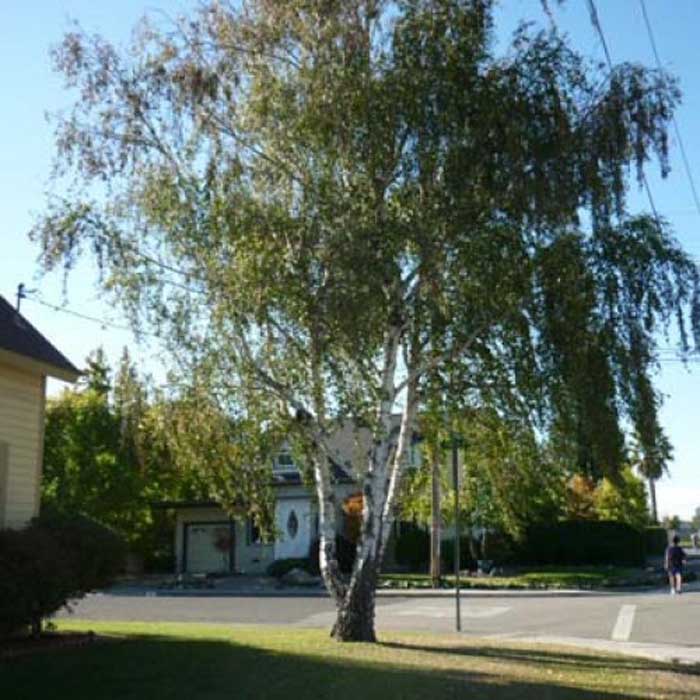 Betula pendula Silver Birch Tree - Potted