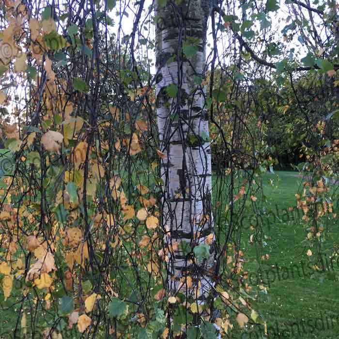 Betula Pendula Silver Bareroot Birch Tree