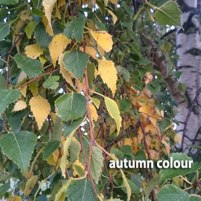 Silver Birch Betula Pendula Tree