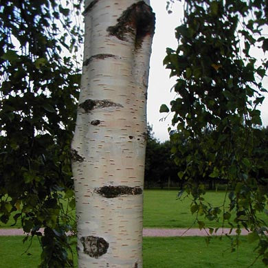 Silver Birch 80/100cm Bare Root (Betula pendula)