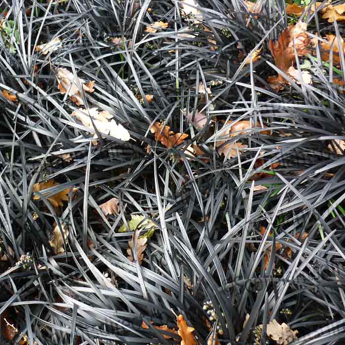 Ornamental Black Grass Ophiopogon Niger Lilyturf