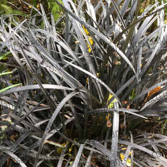 Ornamental Black Grass Ophiopogon Niger Lilyturf