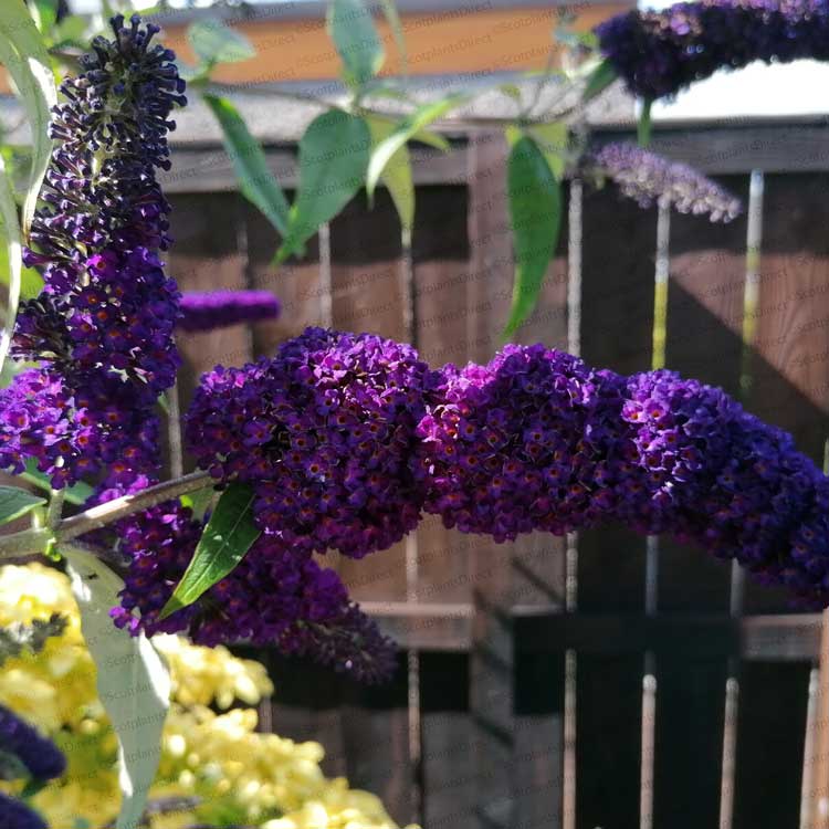 Buddleja Black Knight Butterfly Bush