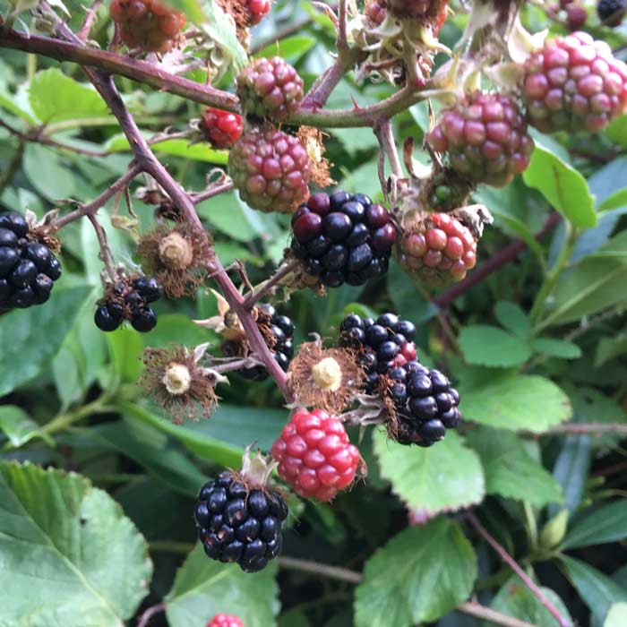 Blackberry Loch Ness - Thornless 40/60cm Pot Grown (Rubus fruticosus 'Loch Ness')