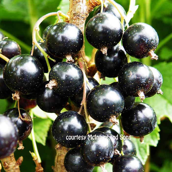 Black Currant Bush - Ben Lomond ribes nigrum