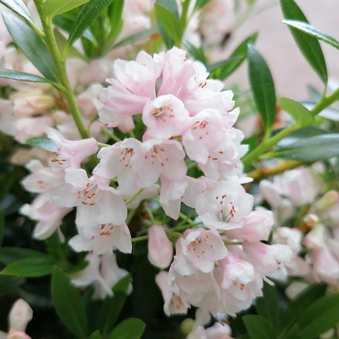 Rhododendron migranthum inkarho BloomBux