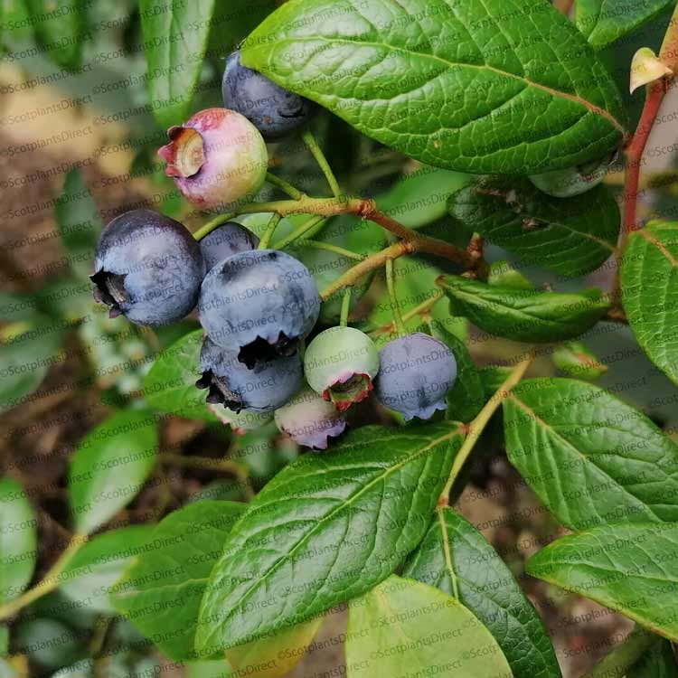 Blueberry Blue Crop 20/40cm Pot Grown (Vaccinium corymbosum 'Blue Crop')