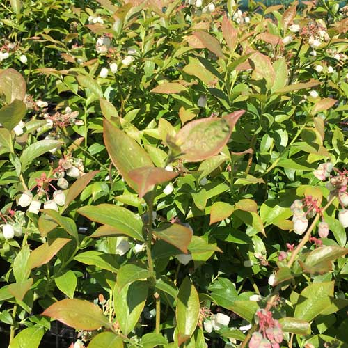 Blueberry Blue Crop 20/40cm Pot Grown (Vaccinium corymbosum 'Blue Crop')