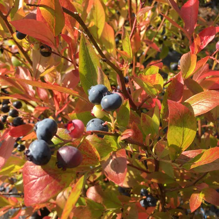 Blueberry Bonus 20/40cm Pot Grown (Vaccinium corymbosum 'Bonus')
