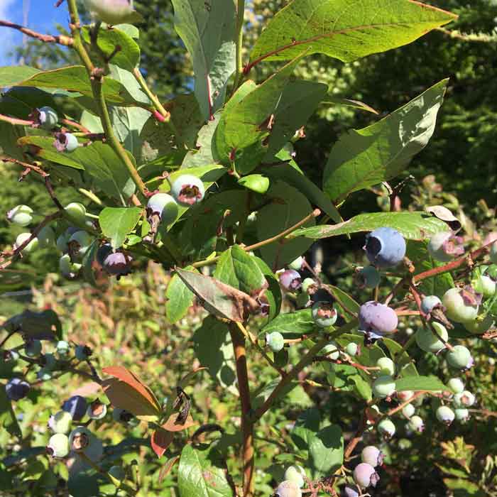 Blueberry Darrow 20/40cm Pot Grown (Vaccinium corymbosum 'Darrow')