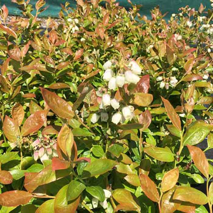 Blueberry Bush Mix 5 x 20/40cm Pot Grown All Seasons Mix 3