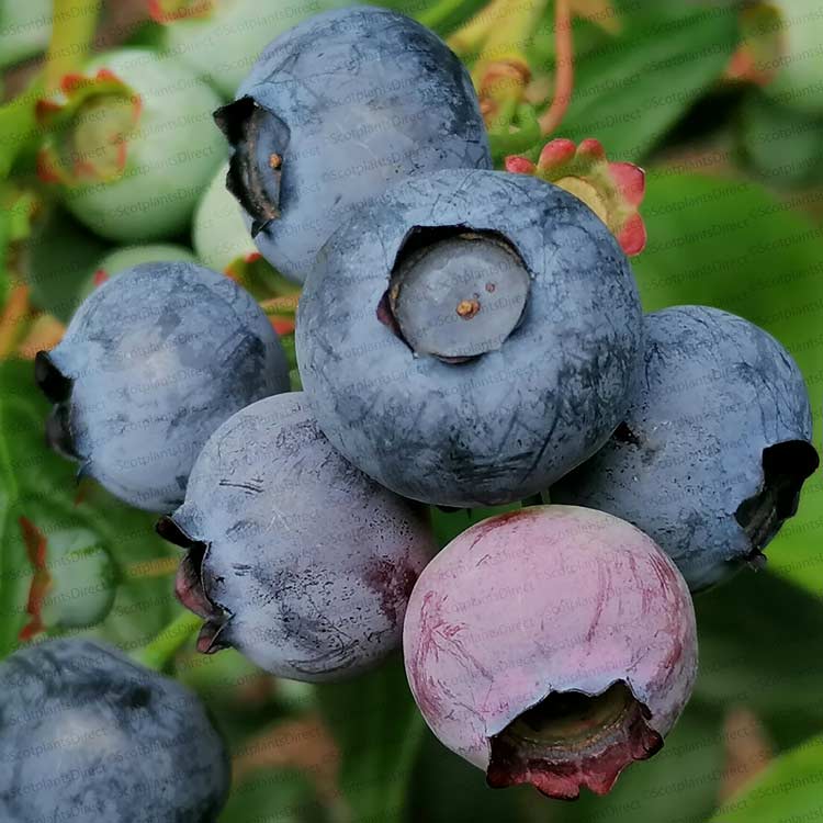 Blueberry Spartan 20/40cm Pot Grown (Vaccinium corymbosum 'Spartan')