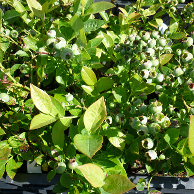 Blueberry Blue Gold 20/40cm Pot Grown (Vaccinium corymbosum 'Blue Gold')