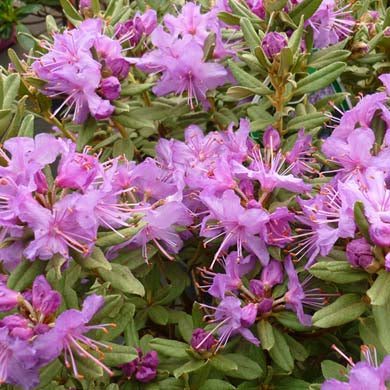 Azalea Blue Silver Dwarf