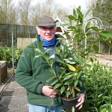 60-90cm Pot Grown Cherry Laurel Prunus laurocerasus Caucasica Hedge