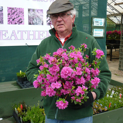 Azalea Geisha Purple Dwarf Japanese