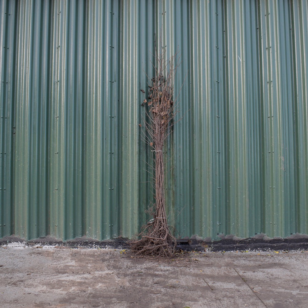 Silver Birch 100/125cm Bare Root (Betula pendula)