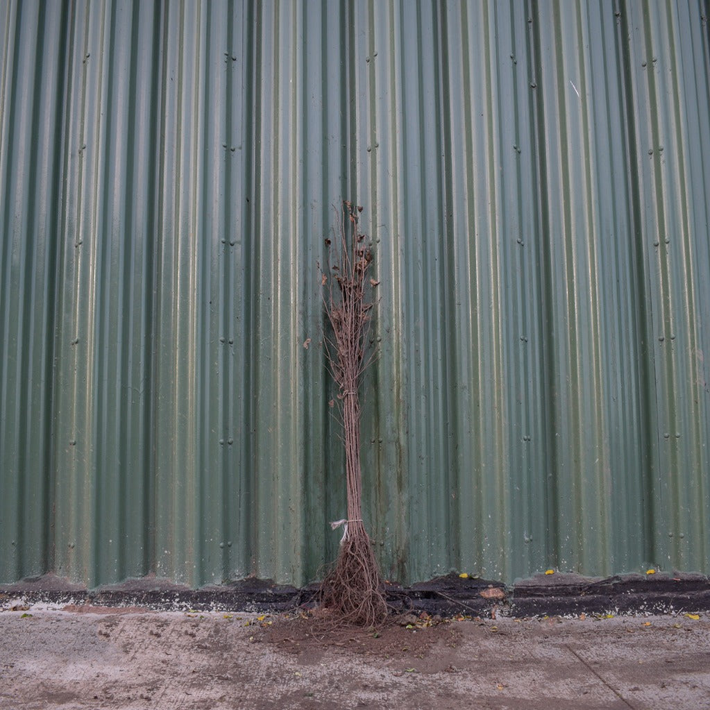 Silver Birch 40/60cm Bare Root (Betula pendula)