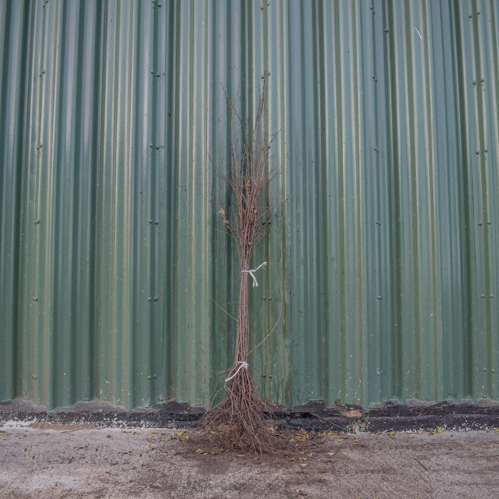 Silver Birch 60/80cm Bare Root (Betula pendula)