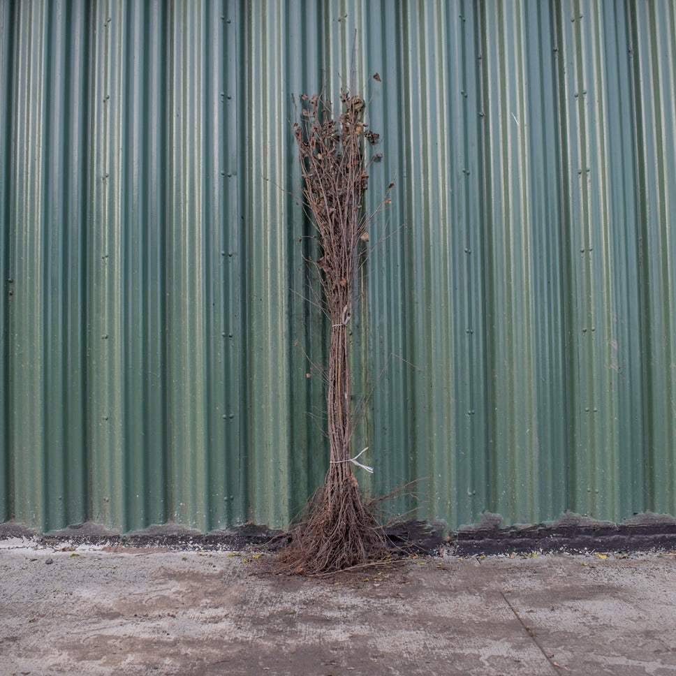 Silver Birch 80/100cm Bare Root (Betula pendula)