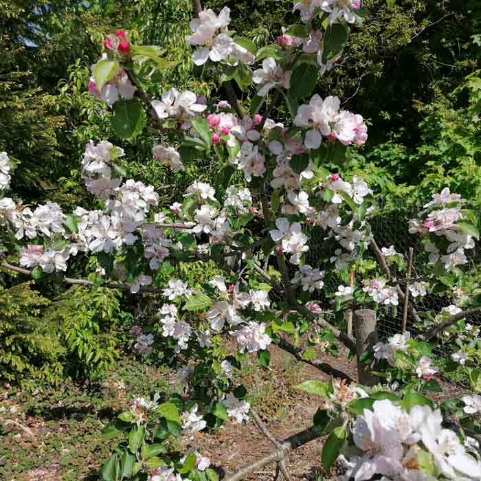 Apple Tree Bramley Seedling Cooking