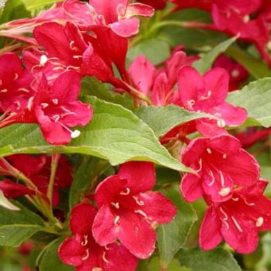 Weigela Bristol Ruby