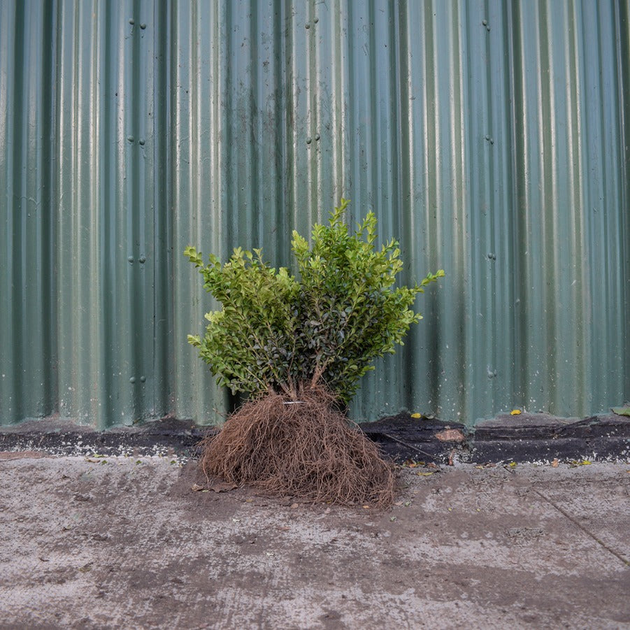 Box 20/40cm Bare Root (Buxus sempervirens)