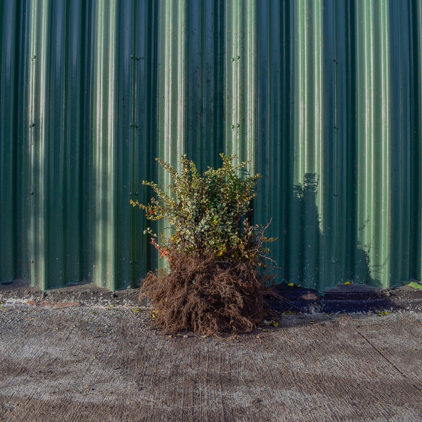 Green Berberis 20/40cm Bare Root (Berberis thunbergii)
